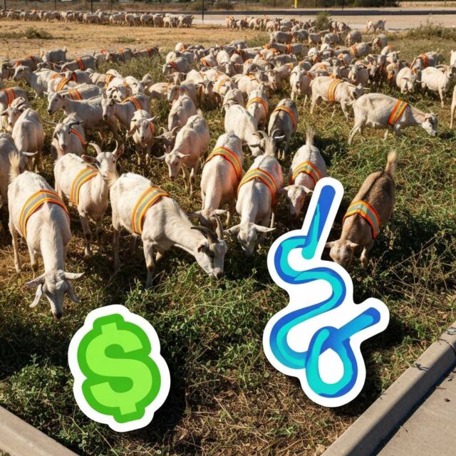 Texas ficha a 300 cabras como operarios de limpieza municipal