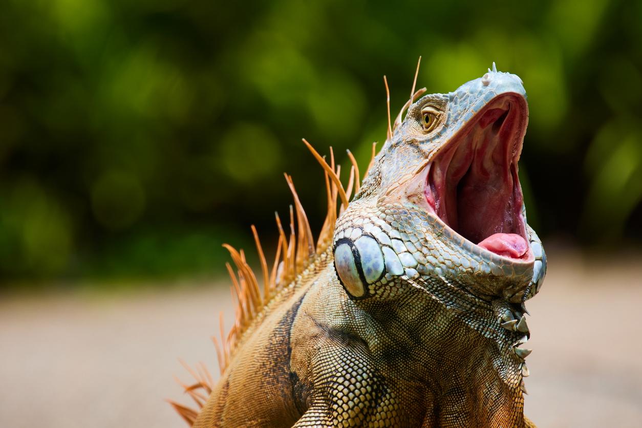 Iguana tropical con la boca abierta