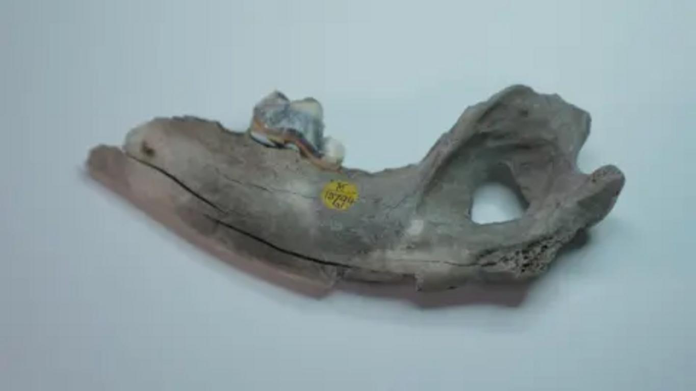Mandíbula de perro prehistórico