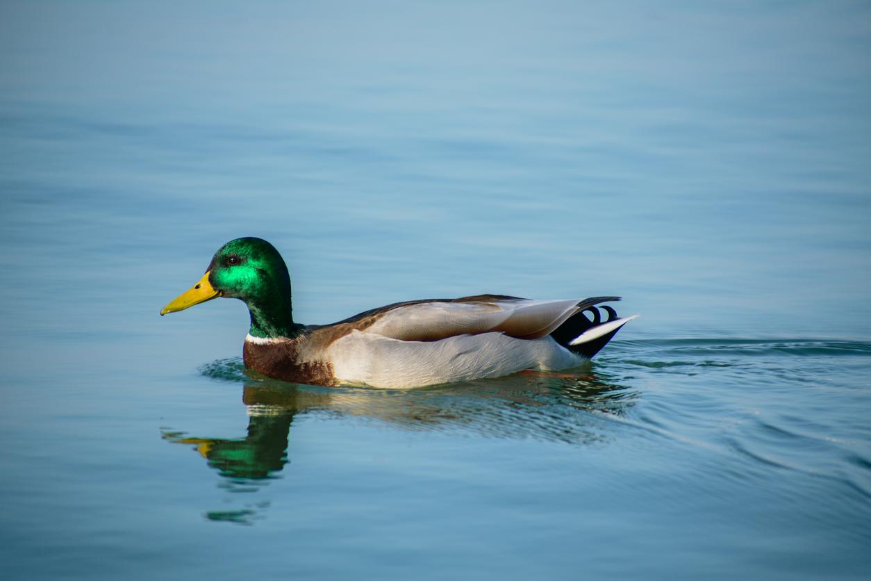 Pato nadando tranquilamente en el agua