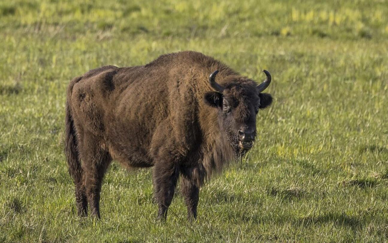 Bisonte europeo en Polonia