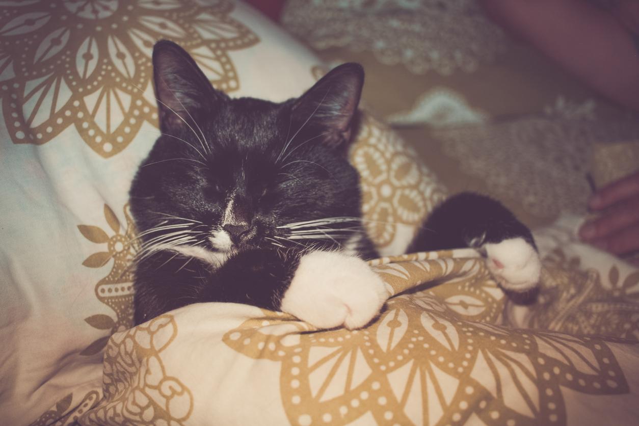 Gato durmiendo plácidamente