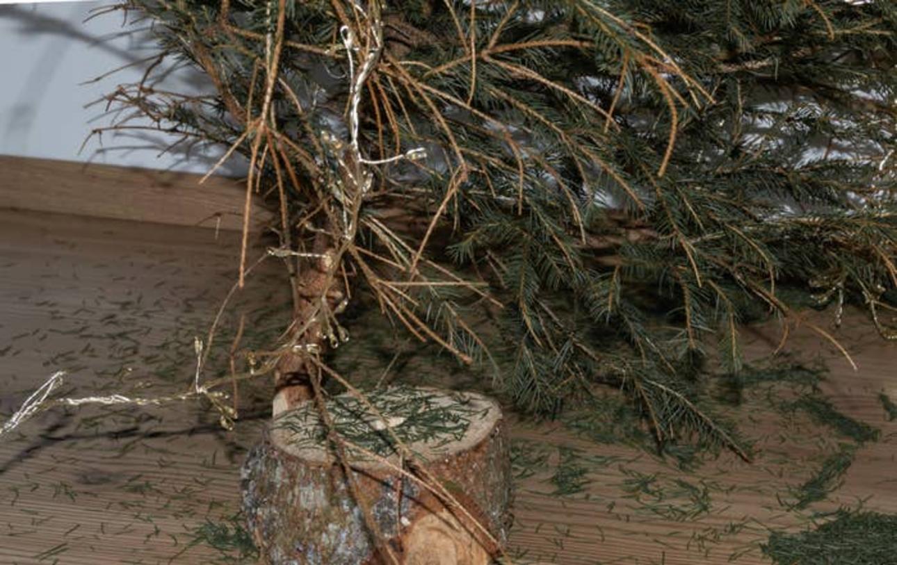 Árbol de navidad seco