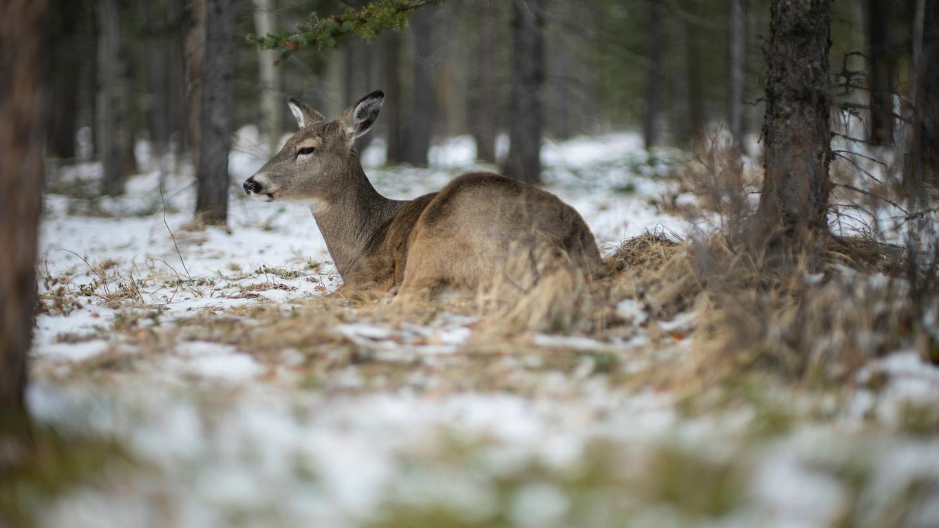 Ciervo descansando en el bosque