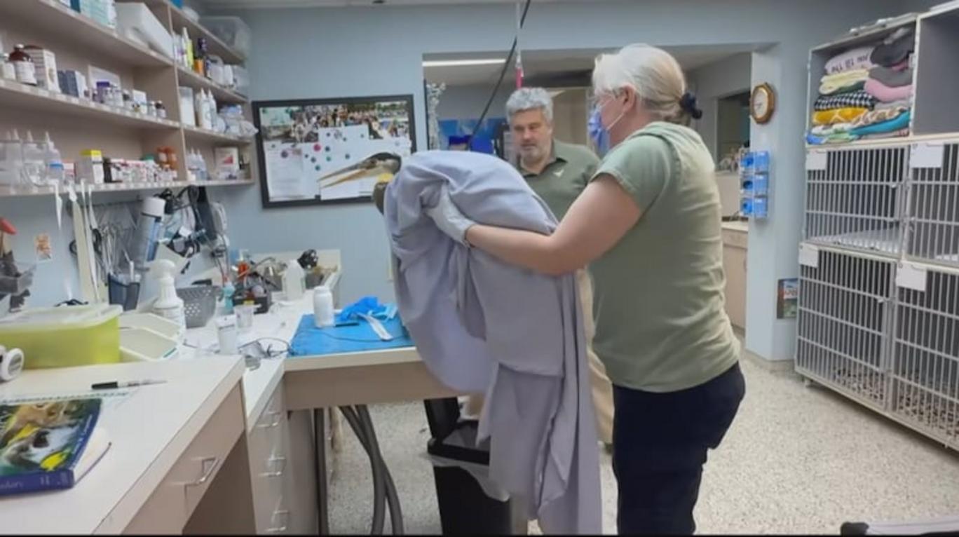 Veterinarios tratando a la garza azul rescatada en el Dewdney Animal Hospital