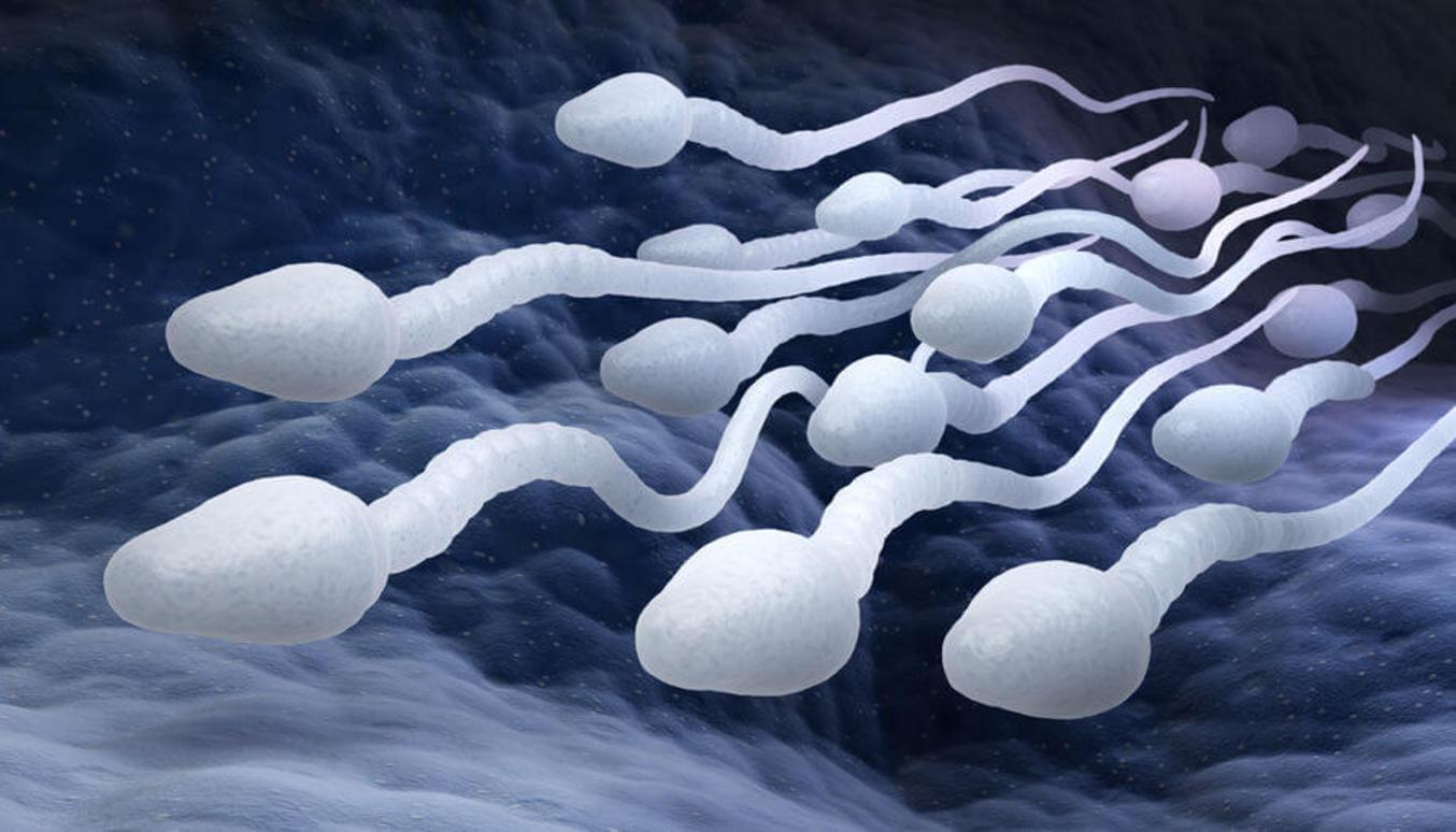 Células espermáticas preparándose para la carrera en el circuito de microfluidos