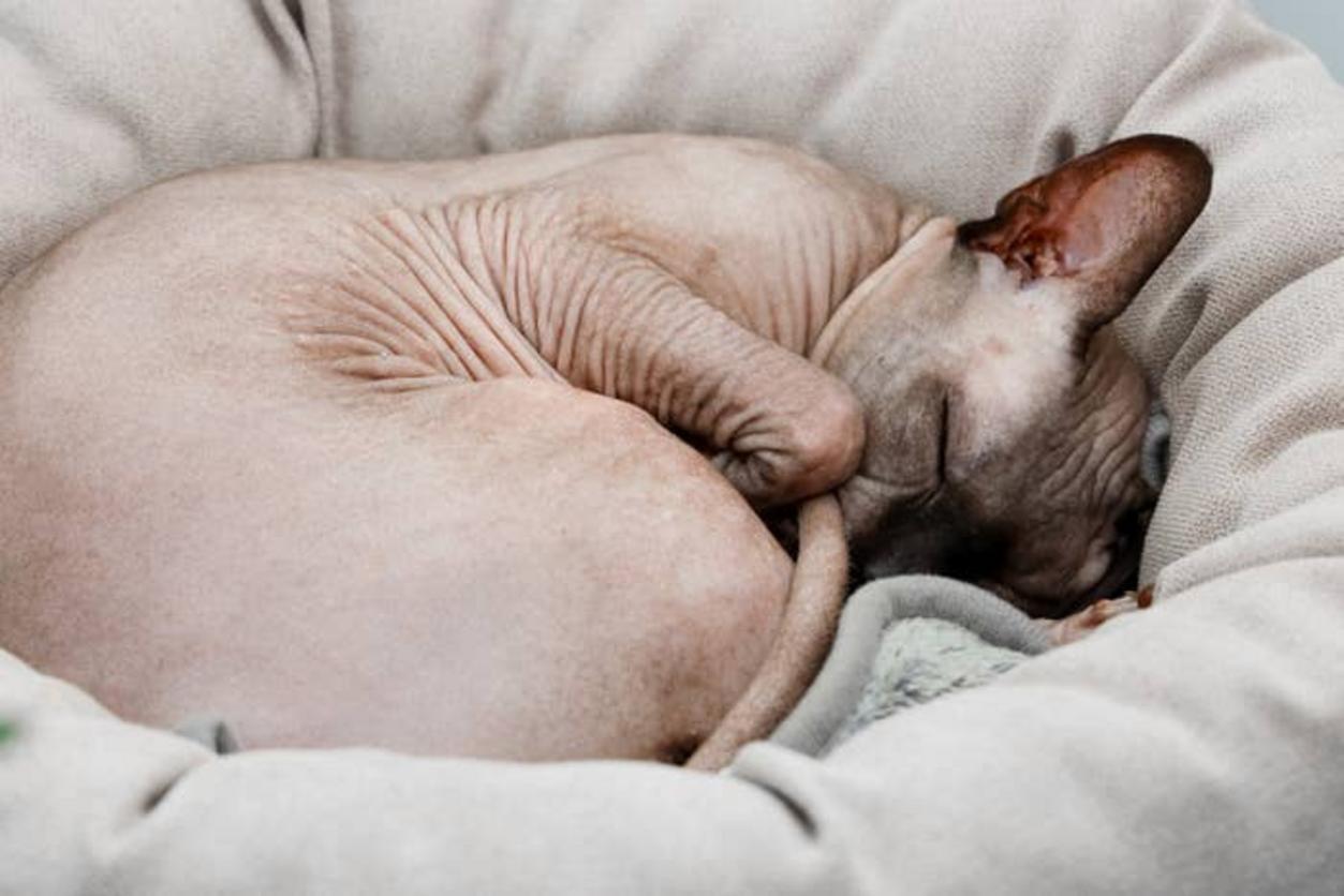 Gato sin pelo durmiendo en cama de lujo