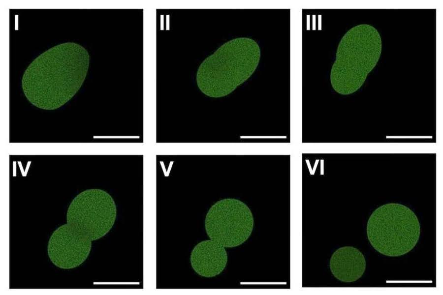 Microscopía de fluorescencia de la célula sintética SpudCell dividiéndose en dos, el primer sistema ensamblado desde cero