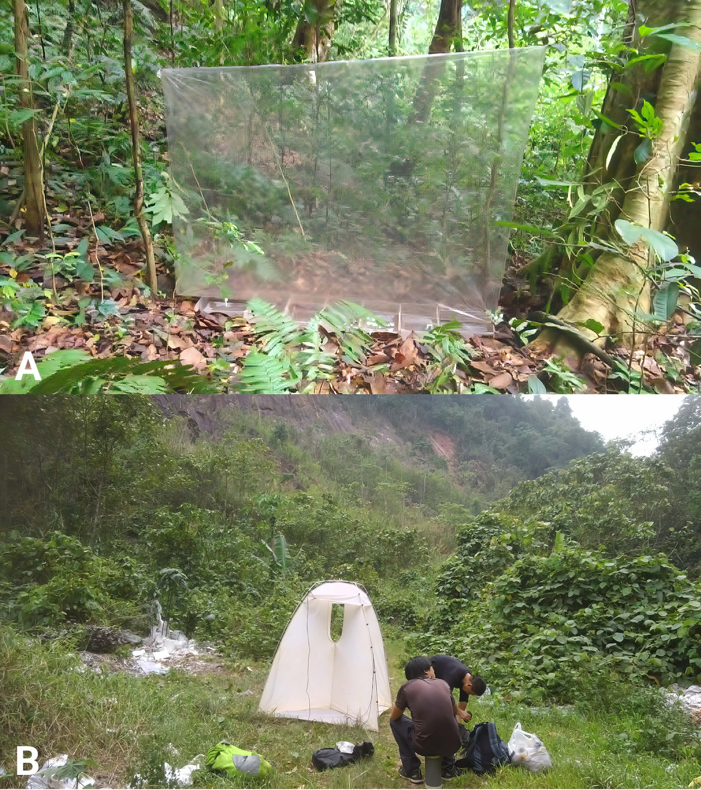 Trampa de intercepción de vuelo montada en el bosque de hoja ancha de Yunnan donde se capturó el escarabajo Luffy