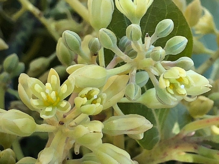 Flores de aguacate abiertas y capullos cerrados en la misma rama, con las anteras amarillas a la vista