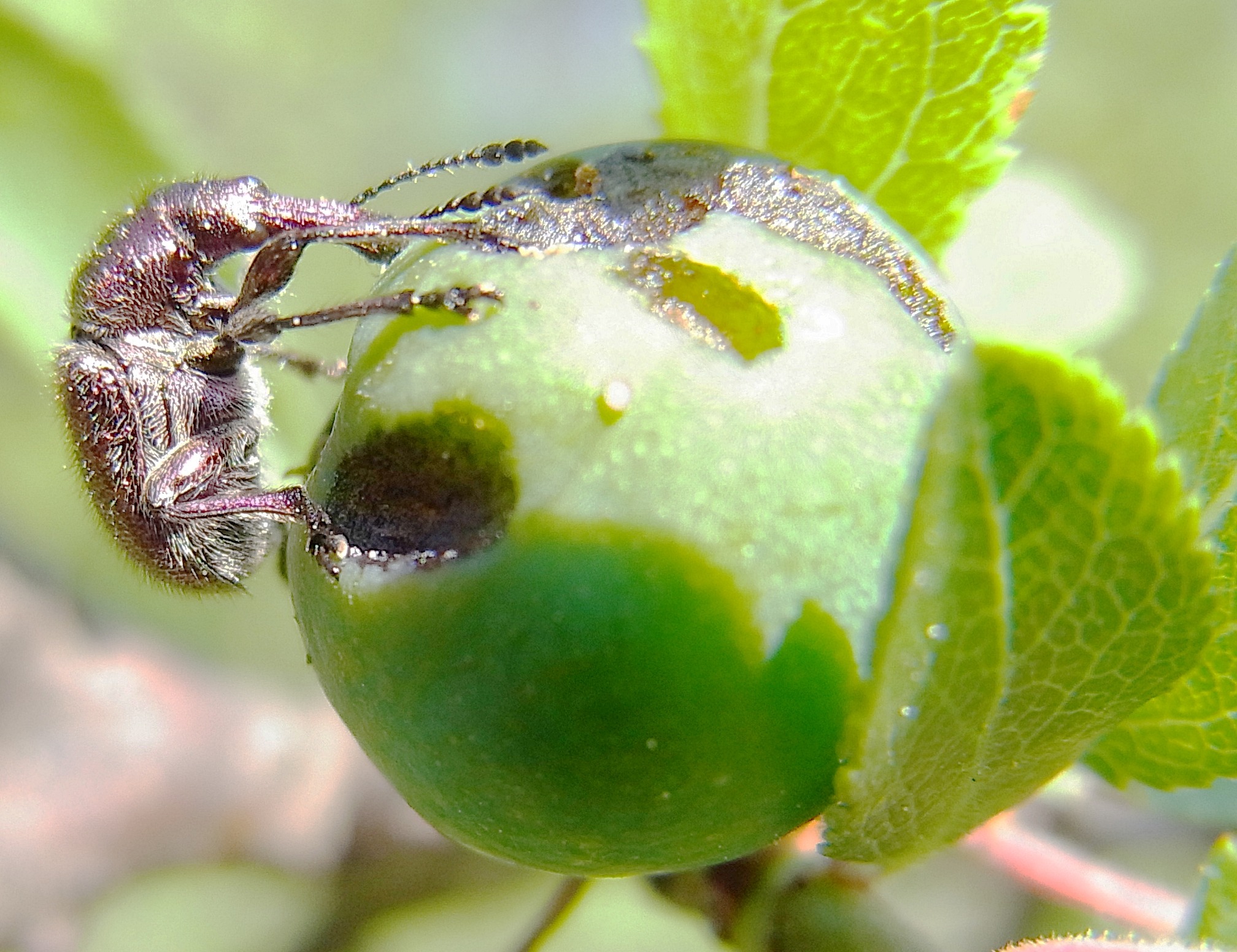 Gorgojo Rhynchites auratus, de cuerpo verdoso con reflejos dorados, posado sobre una hoja: la especie procesada por arrasar las viñas de Saint-Julien
