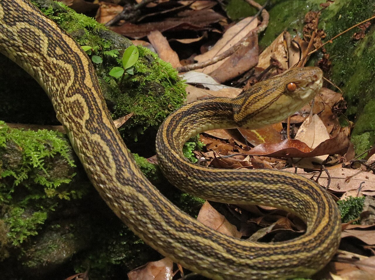 Víbora habu de color pardo amarillento con manchas oscuras, enroscada en forma de ese sobre hojarasca y rocas con musgo, de noche