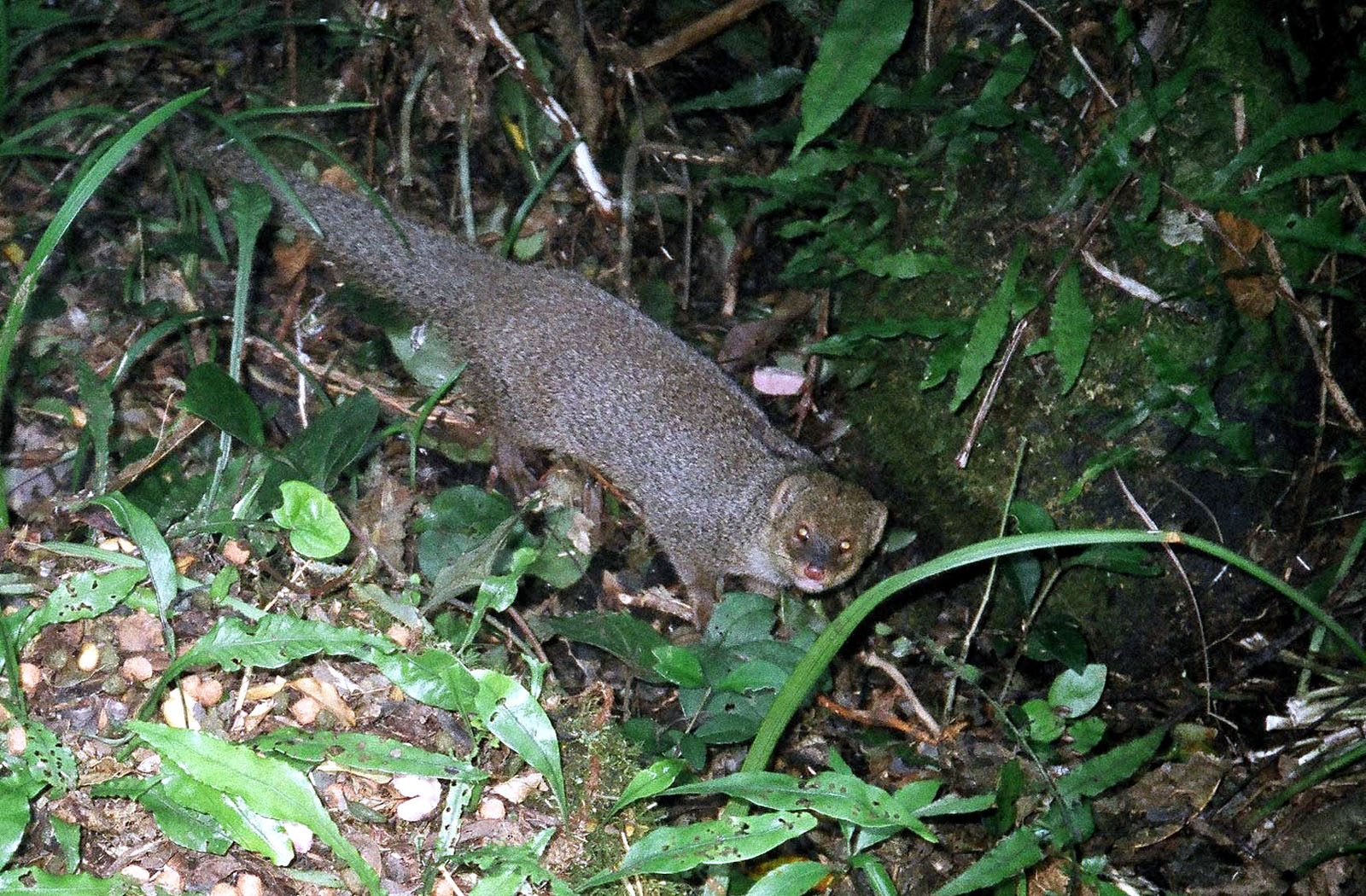 Mangosta pequeña india de pelaje pardo jaspeado sobre la hojarasca de un bosque, mirando de frente a la cámara