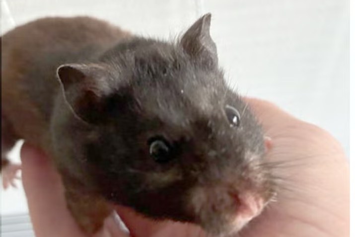 Un hámster de pelaje marrón oscuro sostenido con cuidado en la palma de la mano de una persona
