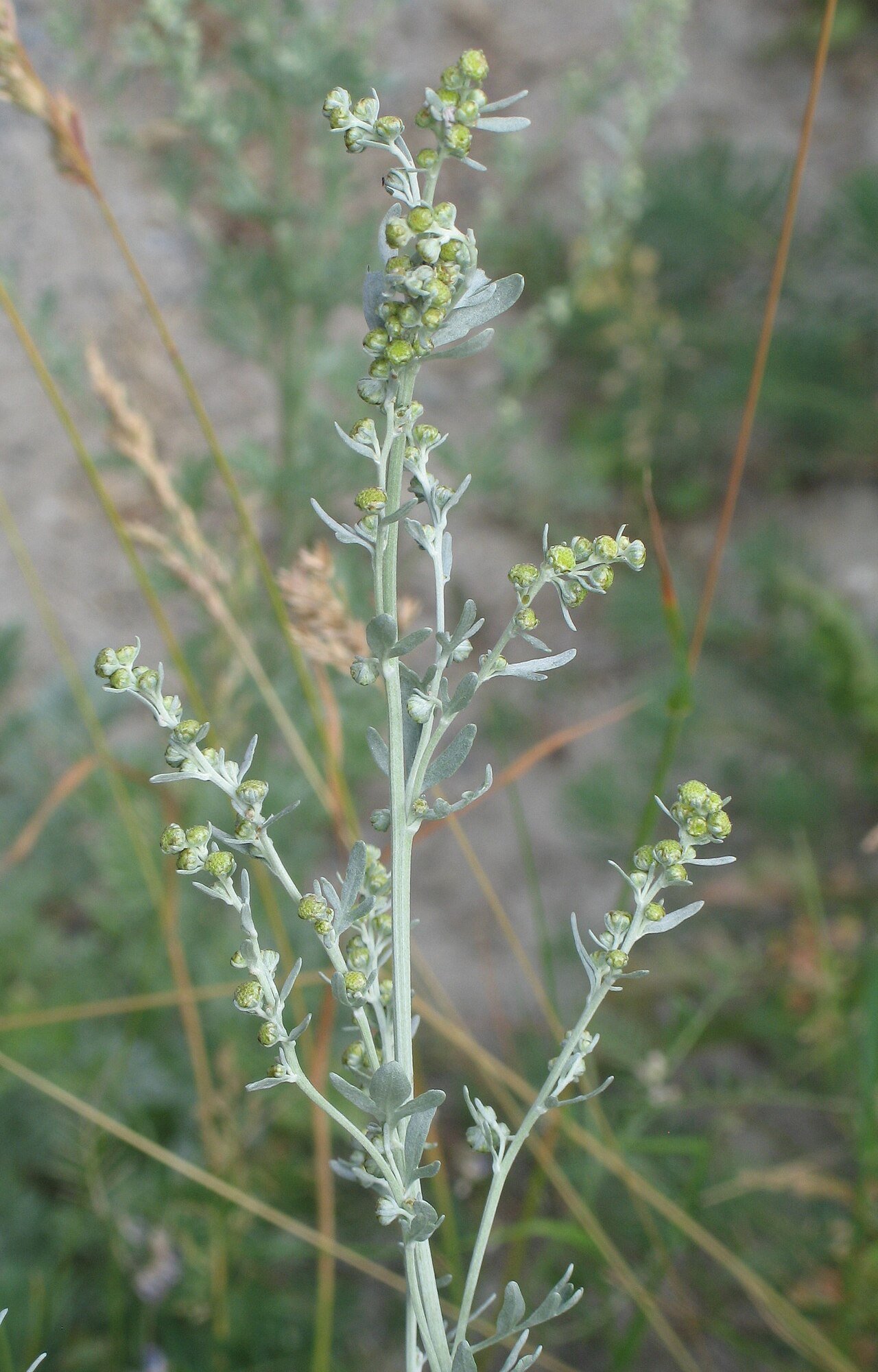 Planta de ajenjo, Artemisia absinthium, con hojas plateadas y botones florales amarillentos, la hierba que da al Malort su amargor