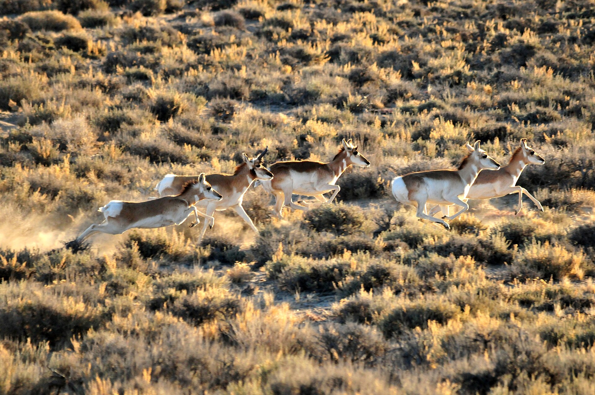 Cinco berrendos corren a galope tendido por una llanura seca, con las patas en el aire y levantando polvo