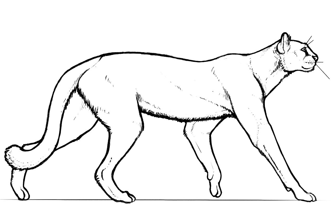 Dibujo a línea de un felino esbelto de patas largas y pecho profundo, caminando de perfil sobre fondo blanco