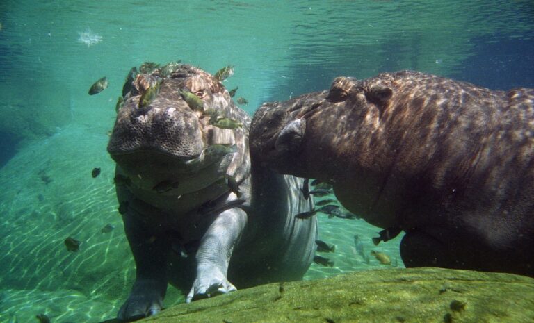 Dos hipopótamos sumergidos en el agua, uno con las patas apoyadas en el fondo rocoso, rodeados de peces pequeños