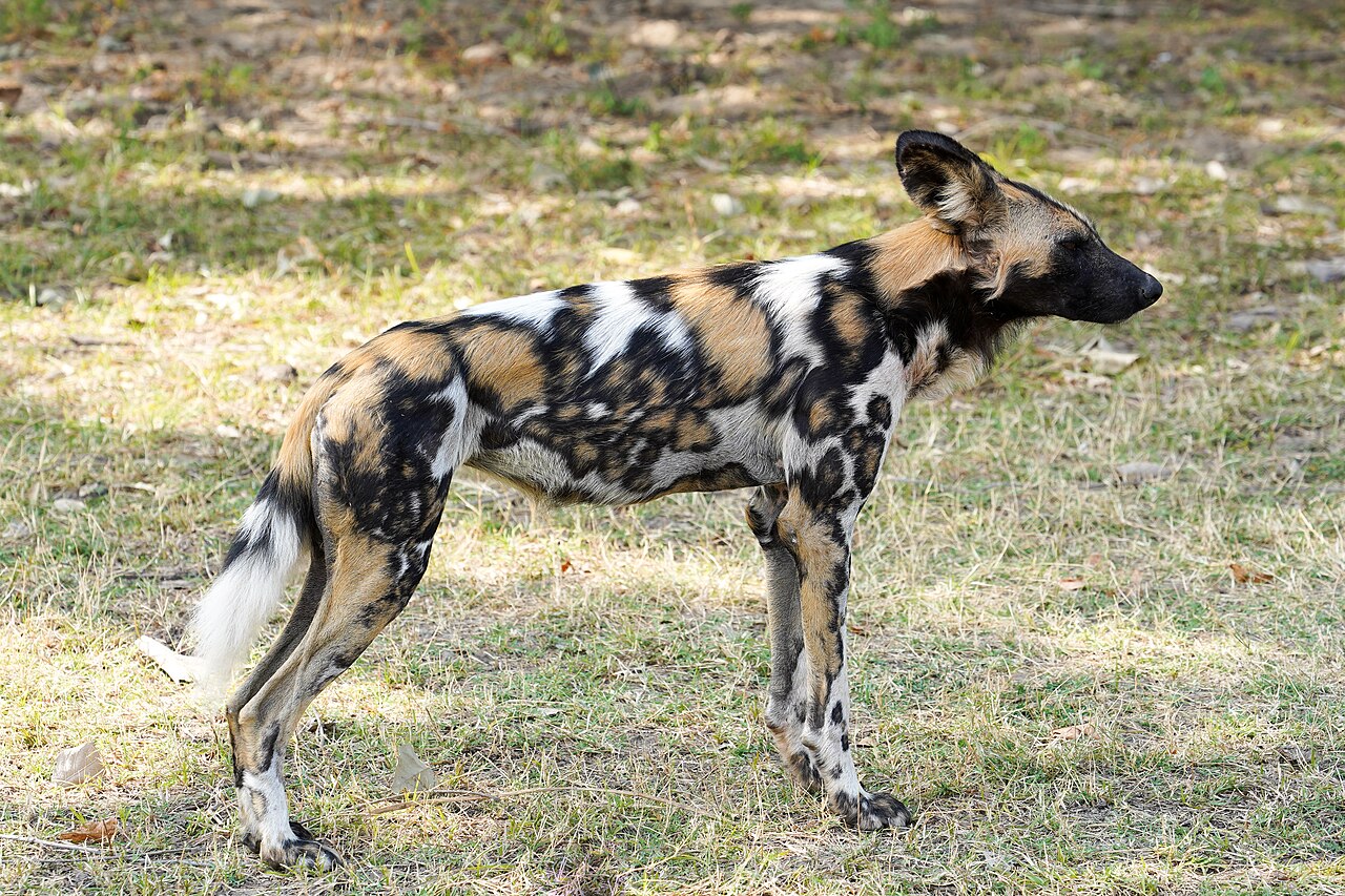 Licaón de perfil, con su pelaje moteado en negro, ocre y blanco, sobre la hierba seca de una reserva de Zambia