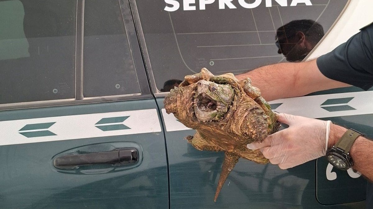Un agente con guantes sostiene en alto una tortuga caimán con el pico abierto junto a un todoterreno del Seprona