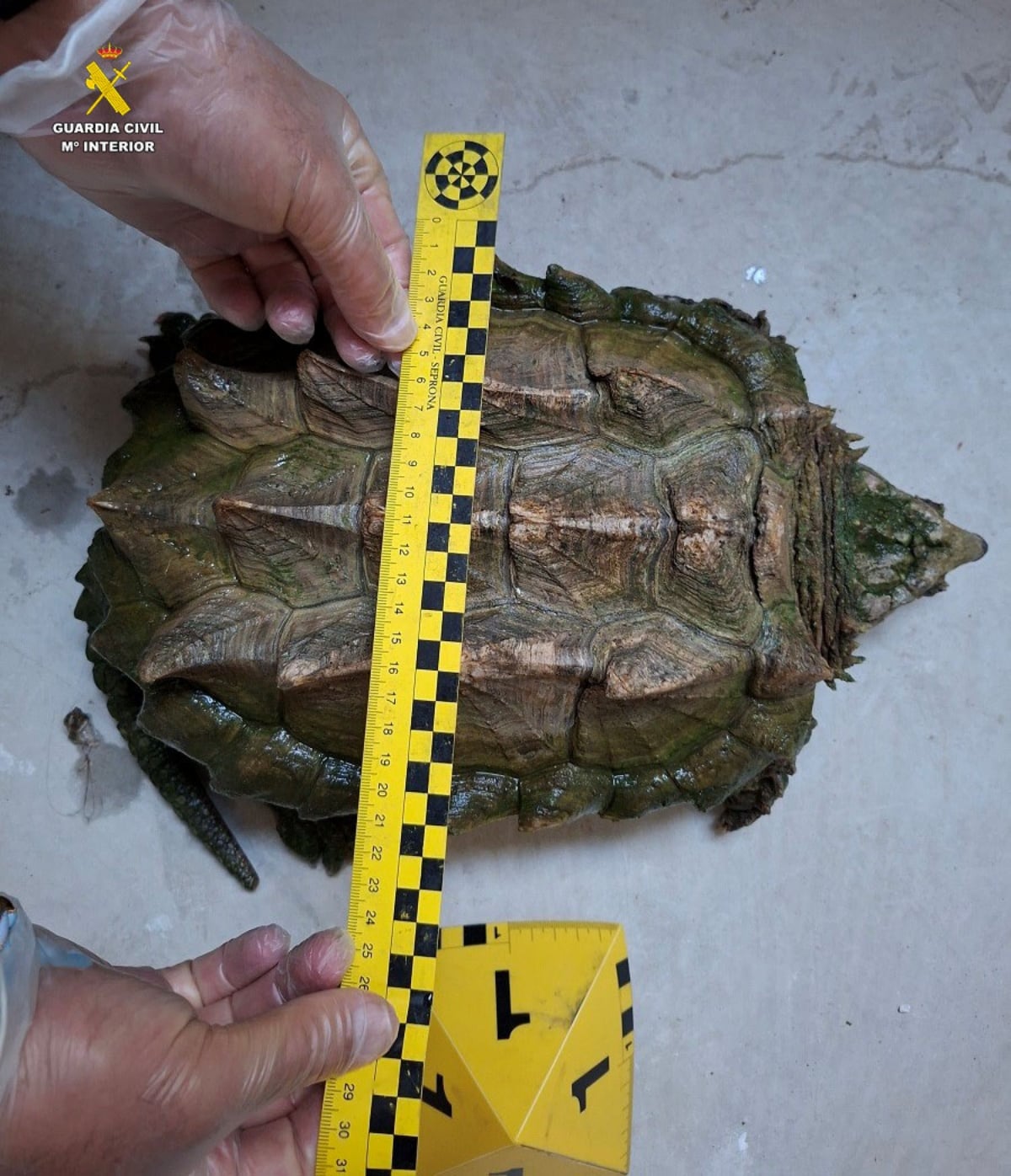 La tortuga caimán sobre el suelo junto a una regla métrica del Seprona, con las tres crestas de púas del caparazón